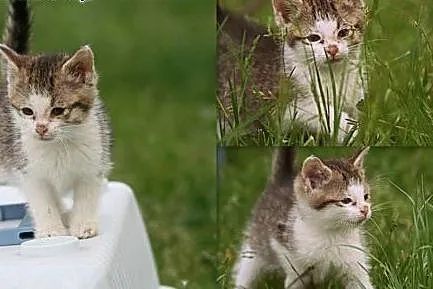 Kiara! 2,5 miesięczna kotka do adopcji!,  pomorski