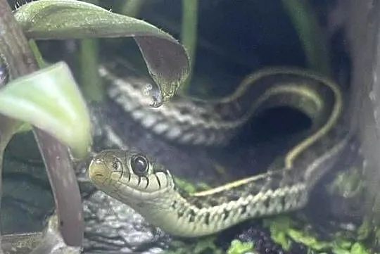 Pończosznik T.marcianus x T.sirtialis simillis Samica