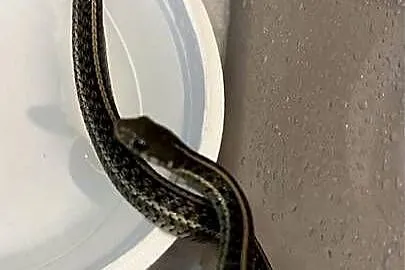 Pończosznik T.marcianus x T.sirtialis simillis Samica, Kujawsko-pomorskie, Grudziądz
