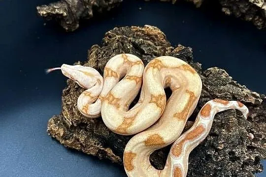Boa imperator/Boa cesarski IV