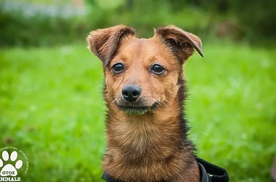 OTOZ Animals - Calvin - waga piórkowa, czyli mały, kochany i szalony!, Pomorskie, Tczew