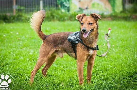 OTOZ Animals - Calvin - waga piórkowa, czyli mały, kochany i szalony!, Pomorskie, Tczew