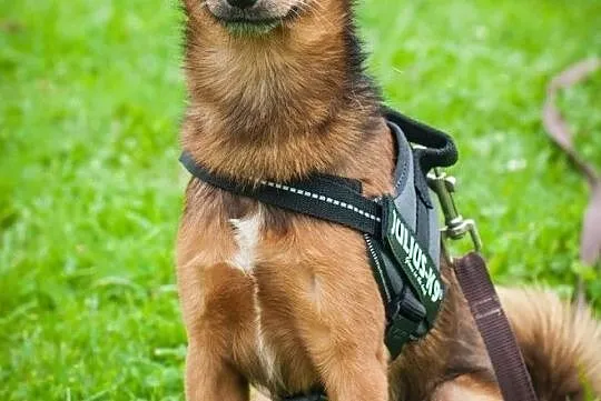 OTOZ Animals - Calvin - waga piórkowa, czyli mały, kochany i szalony!, Pomorskie, Tczew
