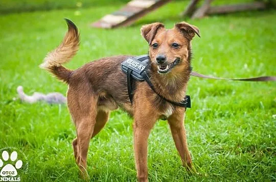 OTOZ Animals - Calvin - waga piórkowa, czyli mały, kochany i szalony!, Pomorskie, Tczew