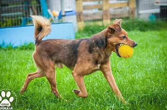 OTOZ Animals - Calvin - waga piórkowa, czyli mały, kochany i szalony!, Pomorskie, Tczew