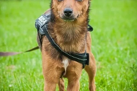 OTOZ Animals - Calvin - waga piórkowa, czyli mały, kochany i szalony!, Pomorskie, Tczew
