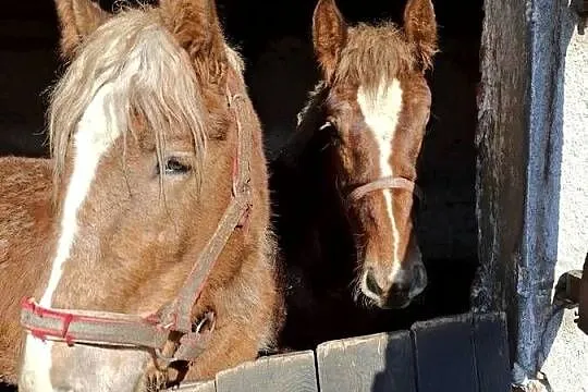 Sprzedam ogierki zimnokrwiste