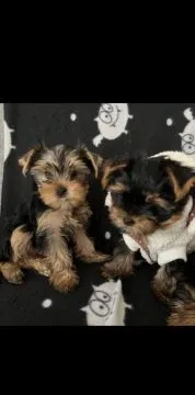 Piękne szczenięta Yorkshire terrier, pies i suczka, gotowe na nowy dom., Pomorskie, Gdańsk