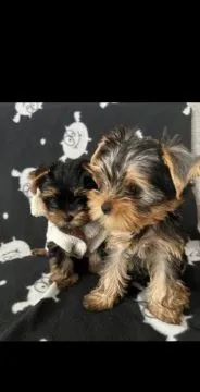 Piękne szczenięta Yorkshire terrier, pies i suczka, gotowe na nowy dom., Pomorskie, Gdańsk