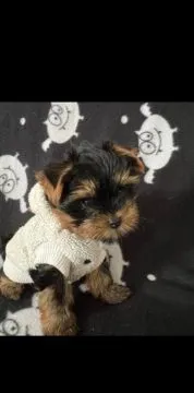 Piękne szczenięta Yorkshire terrier, pies i suczka, gotowe na nowy dom., Pomorskie, Gdańsk