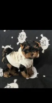 Piękne szczenięta Yorkshire terrier, pies i suczka, gotowe na nowy dom.
