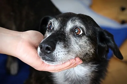 Na górze róże, na dole bez, KAZIK to super pies :)