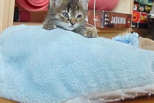 Kociak Bajka mały słodziak szuka domu! ,  wielkopo