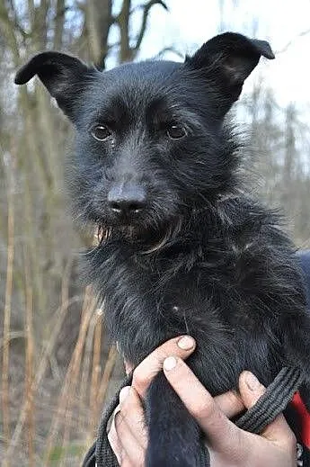 TAWIN malutki, młody, łagodny, śliczny piesek