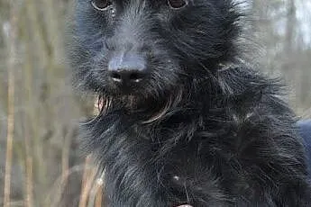 TAWIN malutki, młody, łagodny, śliczny piesek