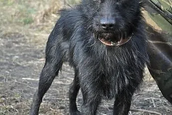 TAWIN malutki, młody, łagodny, śliczny piesek