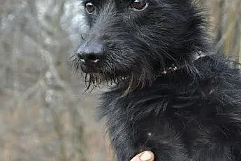 TAWIN malutki, młody, łagodny, śliczny piesek