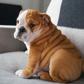 Szczenięta buldoga angielskiego  Whatsapp +447506188115  buldoga angielskiego