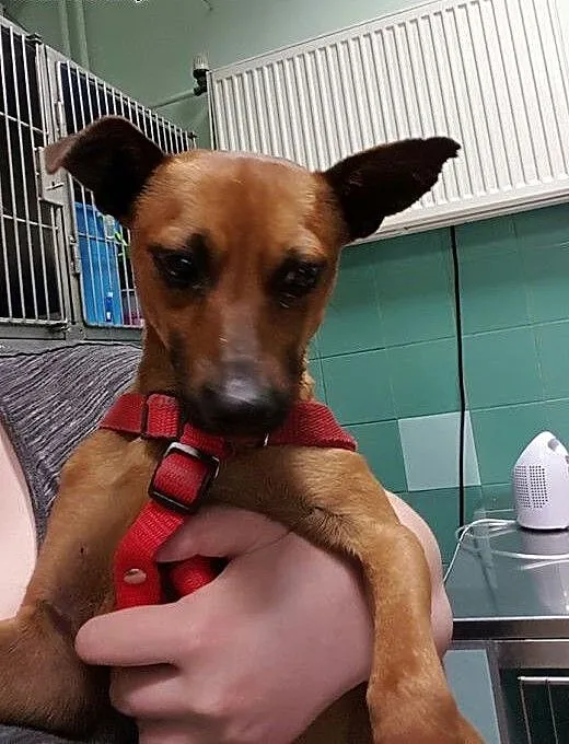 Oli to piesek w typie PINCZERKA do adopcji , mazo