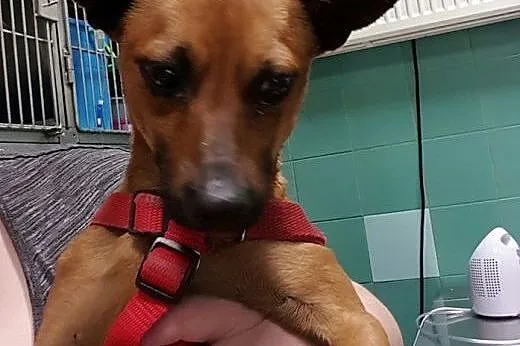 Oli to piesek w typie PINCZERKA do adopcji , mazowieckie Warszawa