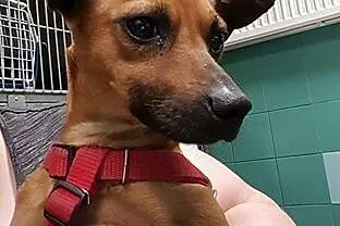 Oli to piesek w typie PINCZERKA do adopcji ,  mazo