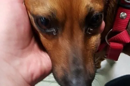 Oli to piesek w typie PINCZERKA do adopcji ,  mazo