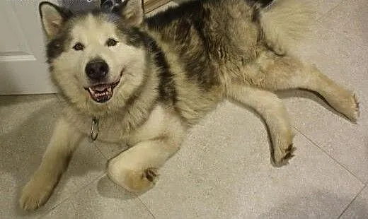 Piękny, dostojny Lexus - pies alaskan malamute szu