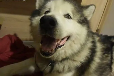 Piękny, dostojny Lexus - pies alaskan malamute szu