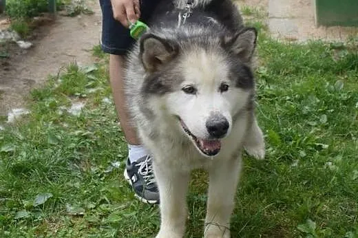 Piękny, dostojny Lexus - pies alaskan malamute szu
