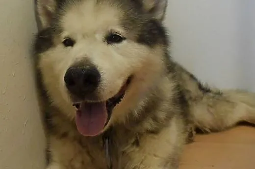 Piękny, dostojny Lexus - pies alaskan malamute szu