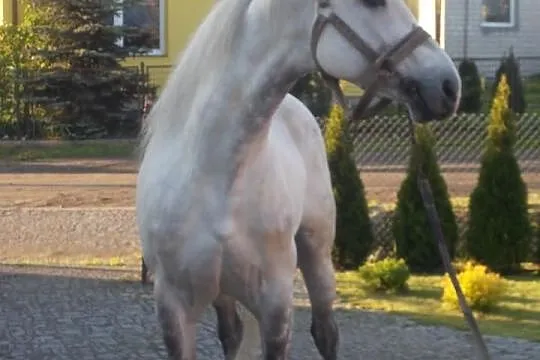 Sprzedam siwego ogiera