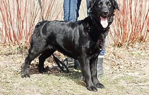 Nelli piękna sunia do adopcji, mazowieckie Warsza