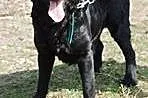 Nelli piękna sunia do adopcji,  mazowieckie Warsza