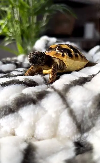 Żółw lądowy | terrarium | możliwość transportu, Małopolskie, Kraków