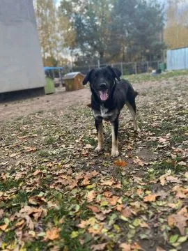 10 miesięczny Majlo - wesoły, przyjazny szczeniak!  MAJLO – piesek, którego nikt nie zauważa, a któr, , Warszawa
