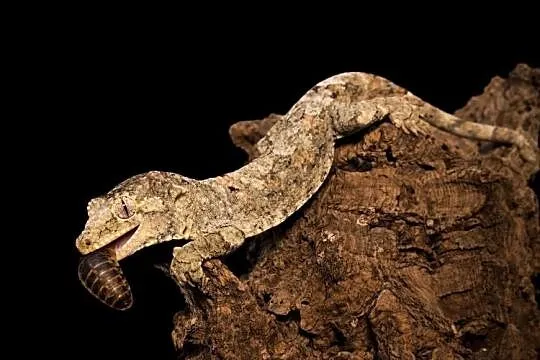 Mniarogekko chahoua mailand green Gekon Omszały