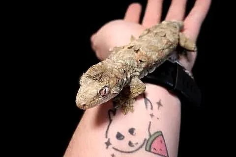 Mniarogekko chahoua mailand green Gekon Omszały, Śląskie, Rybnik