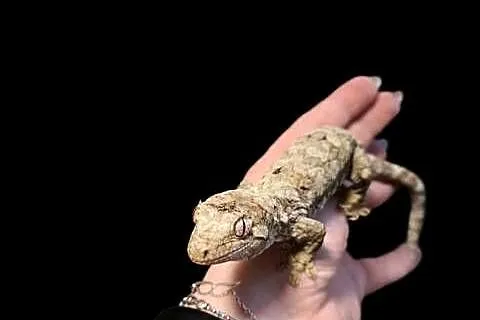 Mniarogekko chahoua mailand green Gekon Omszały, Śląskie, Rybnik