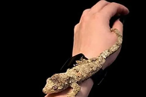 Mniarogekko chahoua mailand green Gekon Omszały, Śląskie, Rybnik