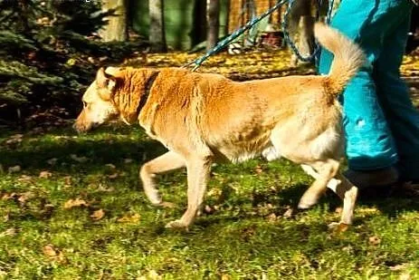 Ładny, misiowaty Misio :),  warmińsko-mazurskie Ol
