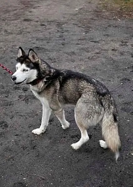 ALASKA - ofiara mody?