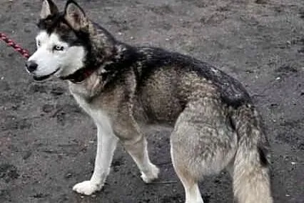 ALASKA - ofiara mody?