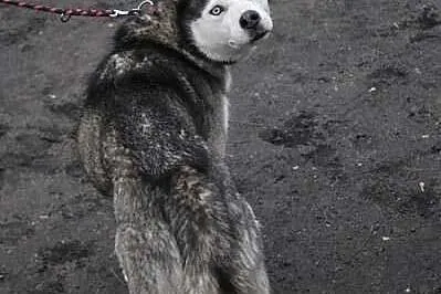 ALASKA - ofiara mody?