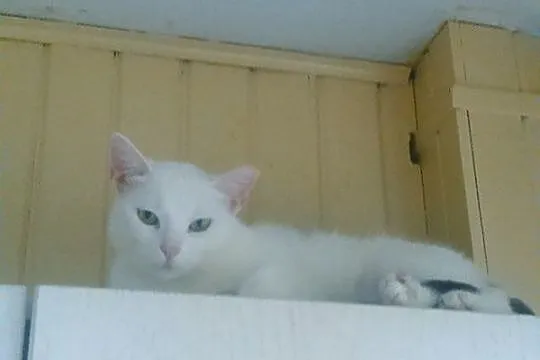 Pandorka