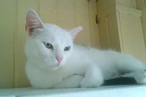 Pandorka