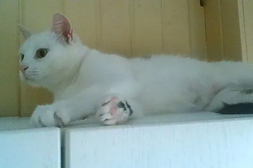 Pandorka