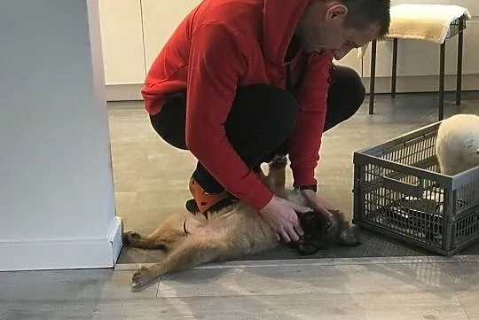 Mija śliczna 5- miesięczna suczka szuka domu, Łódzkie, Łódź