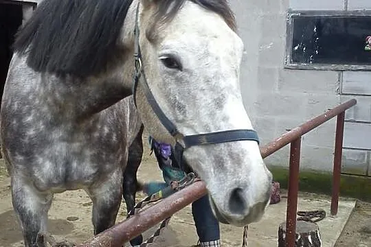 Klacz