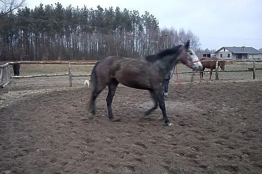 Klacz