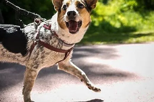 GACEK - oto jest pies, w którym moc radości jest:)
